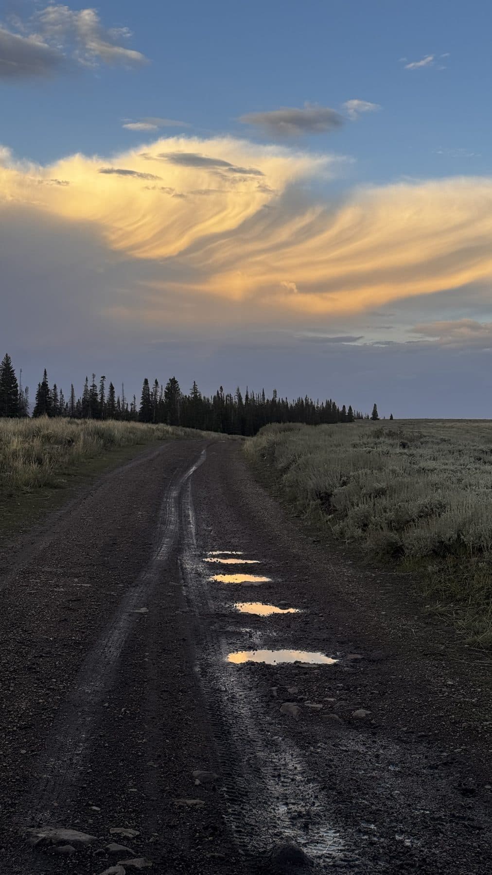 A wet dirt road running toward the trees under golden clouds