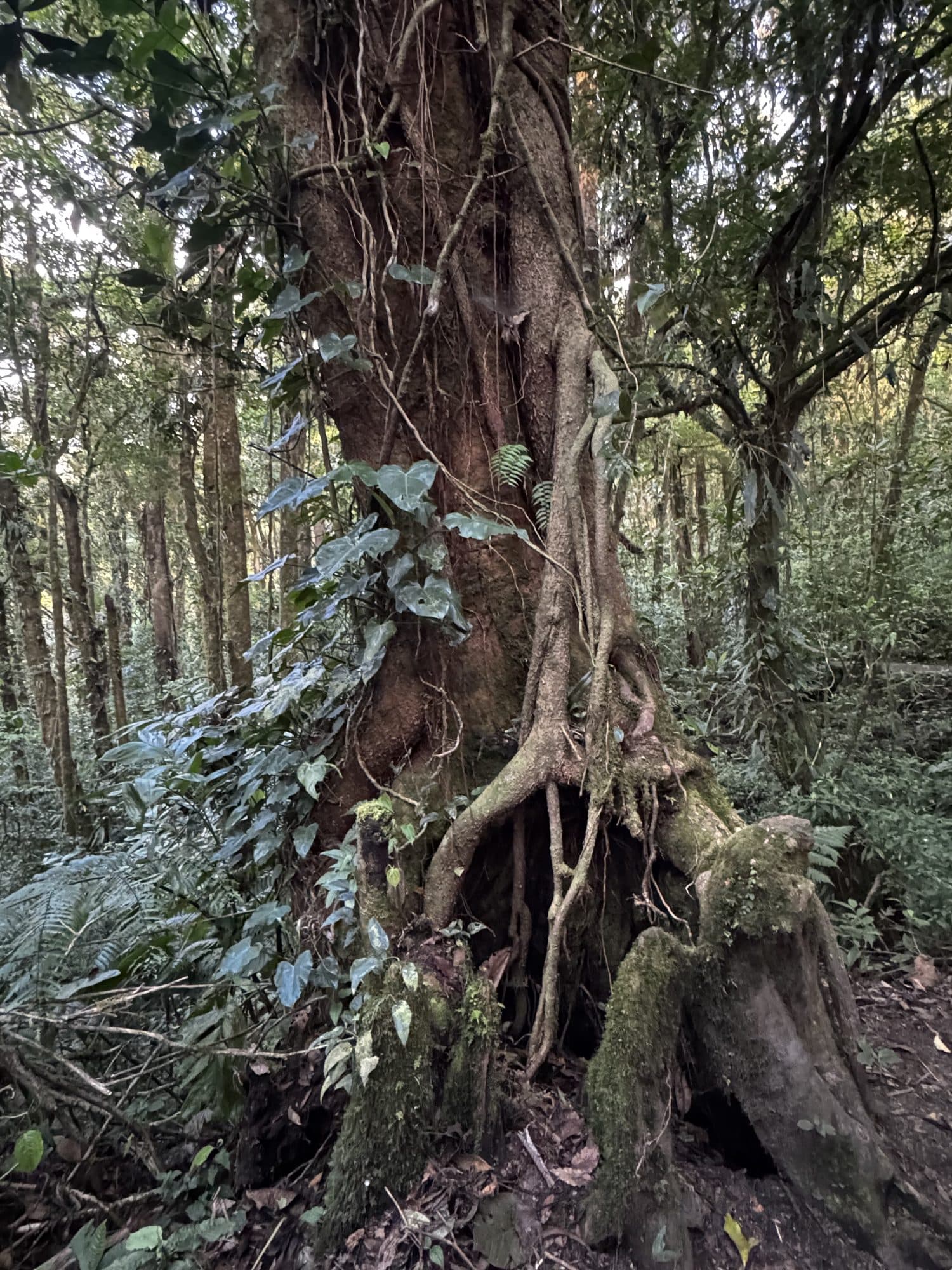 The great roots of an old rainforest tree