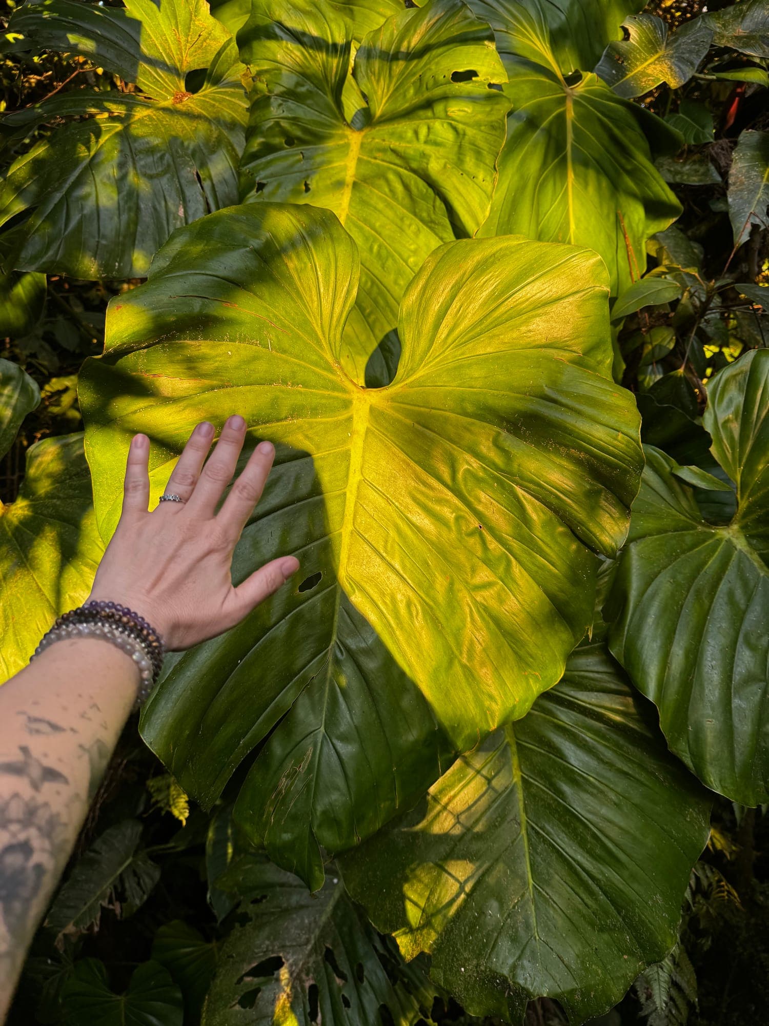 A hand resting gently on a broad green leaf