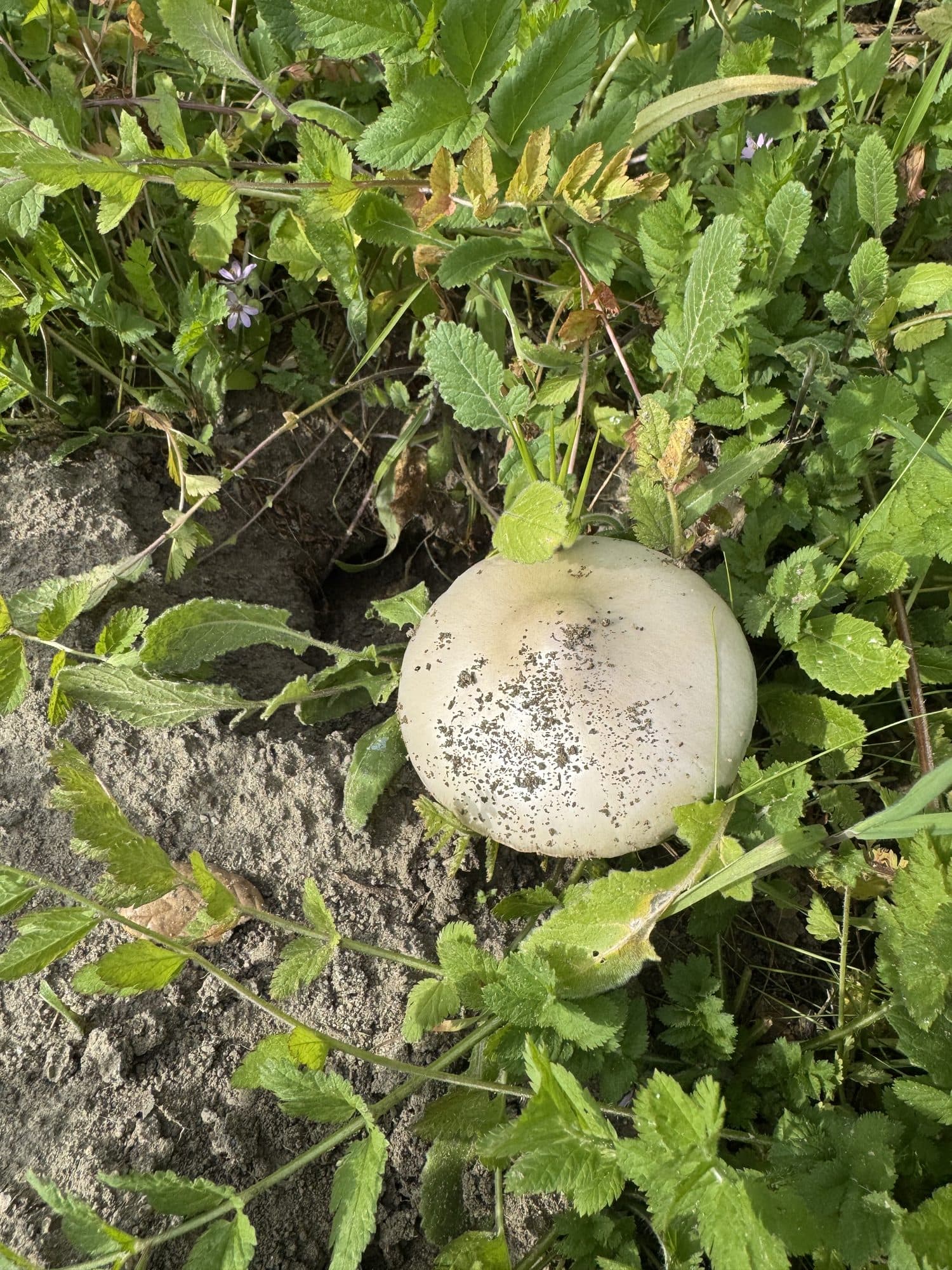 A round puffball mushroom in the grass