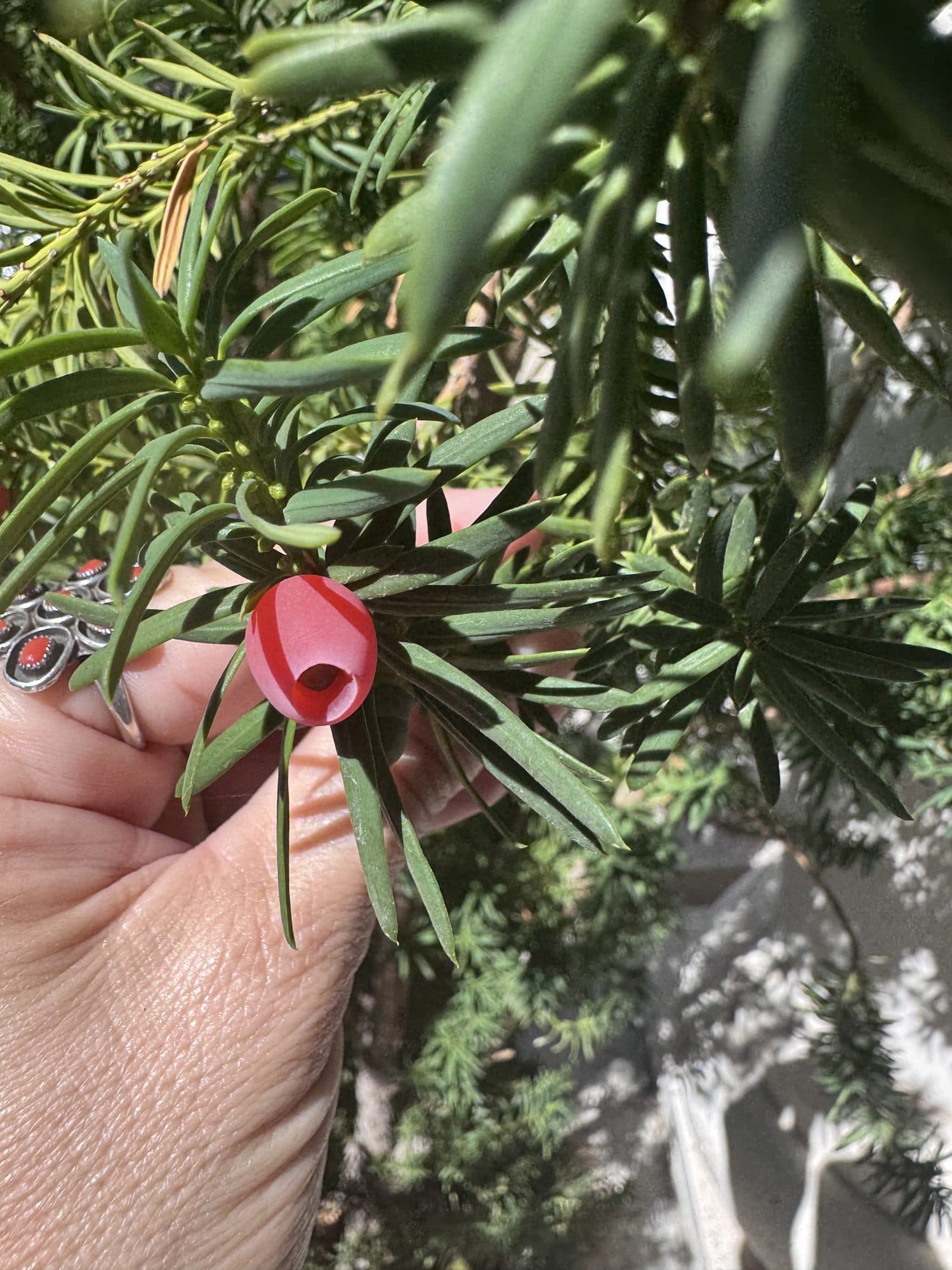 A single red berry held in an open hand