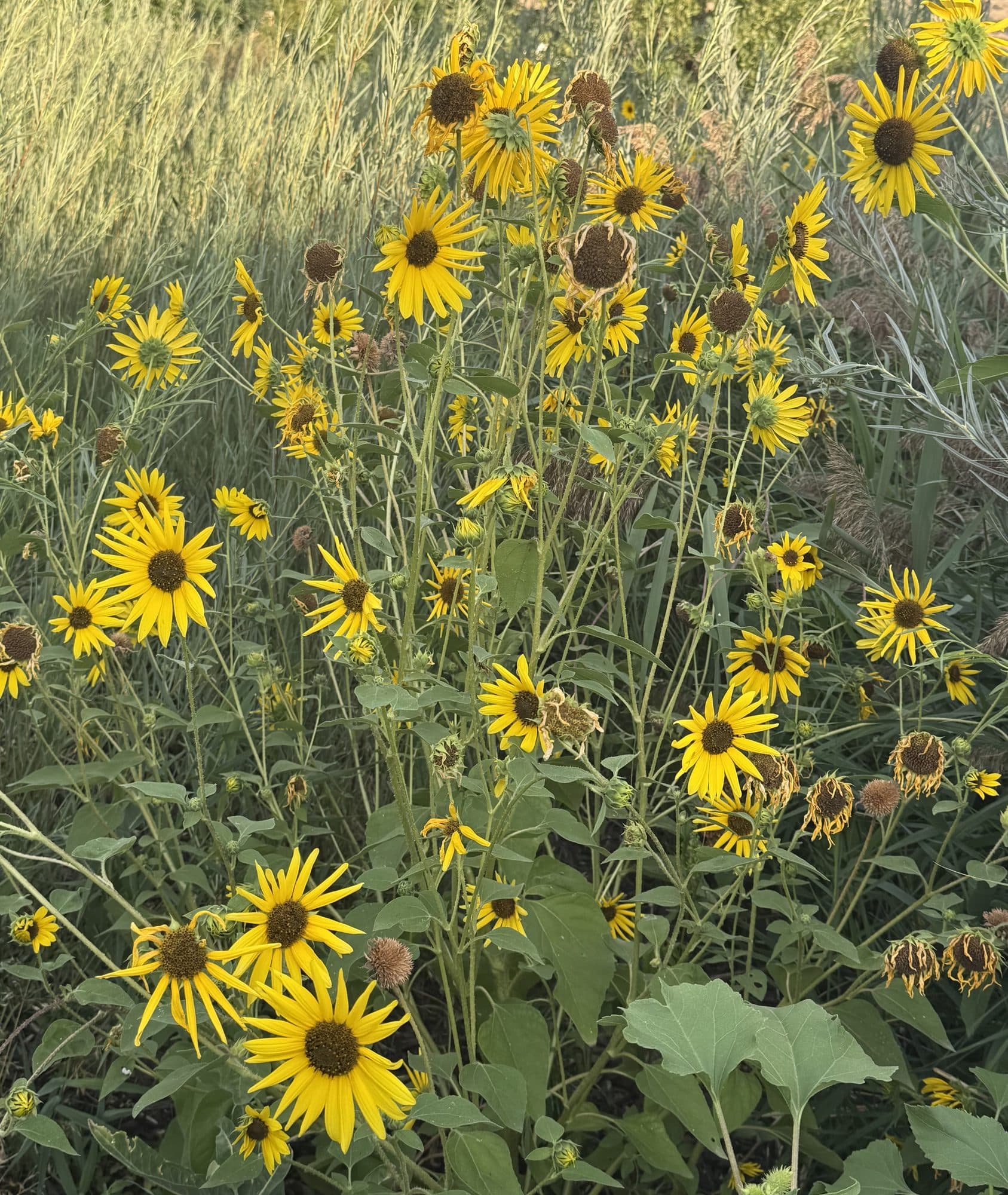 A field of wild sunflowers in tall grass