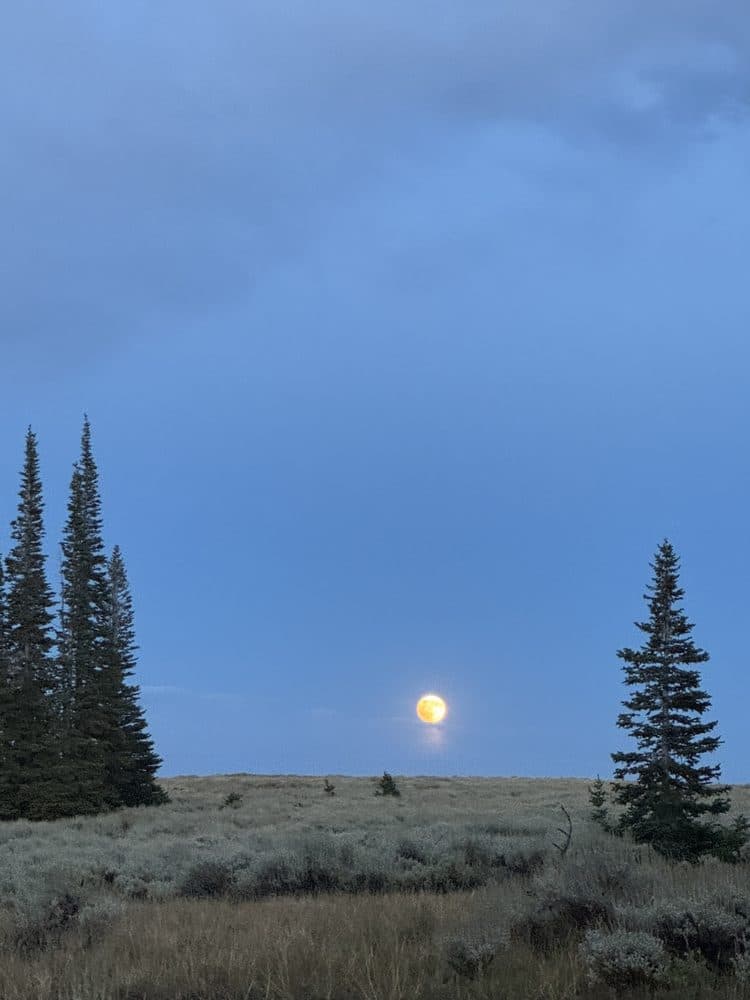 The moon rising over sage and pines at dusk