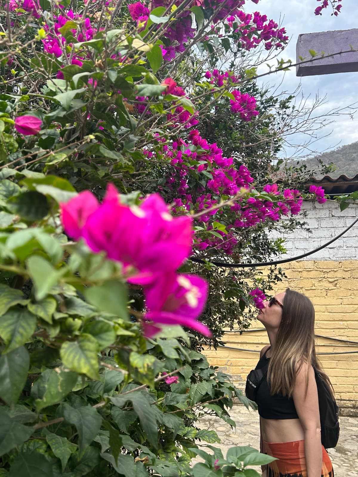 Bougainvillea blooms in soft afternoon light