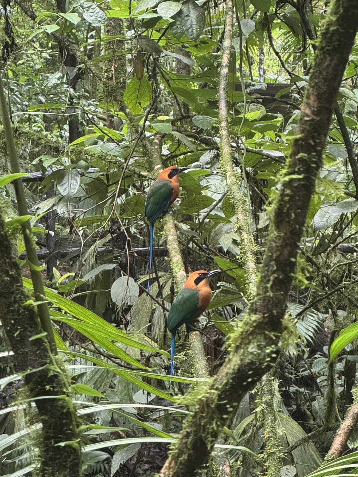 Two jungle birds perched among vines in the Costa Rican rainforest