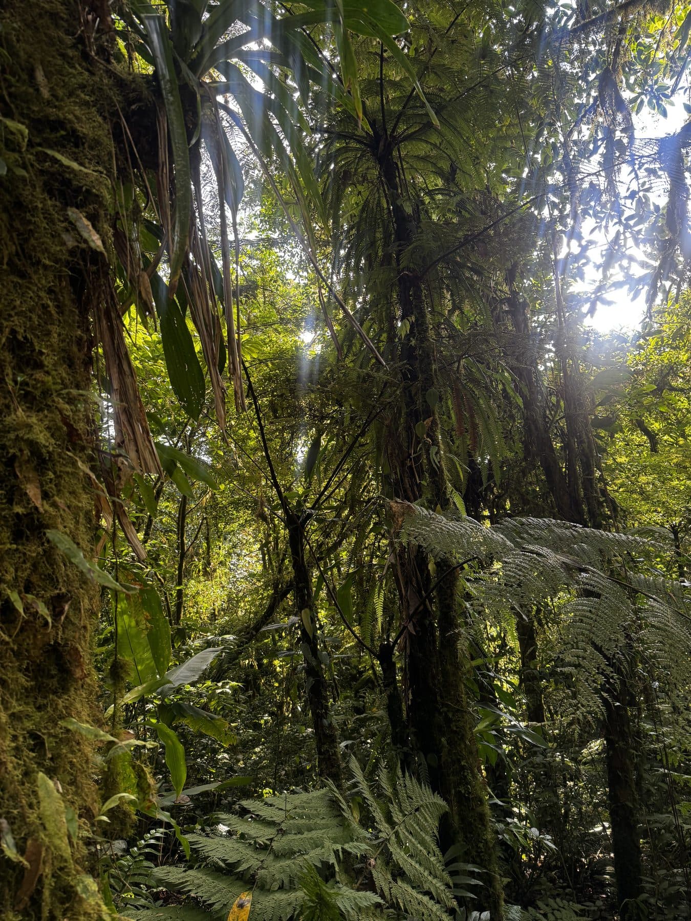 Sunlight falling through the rainforest canopy