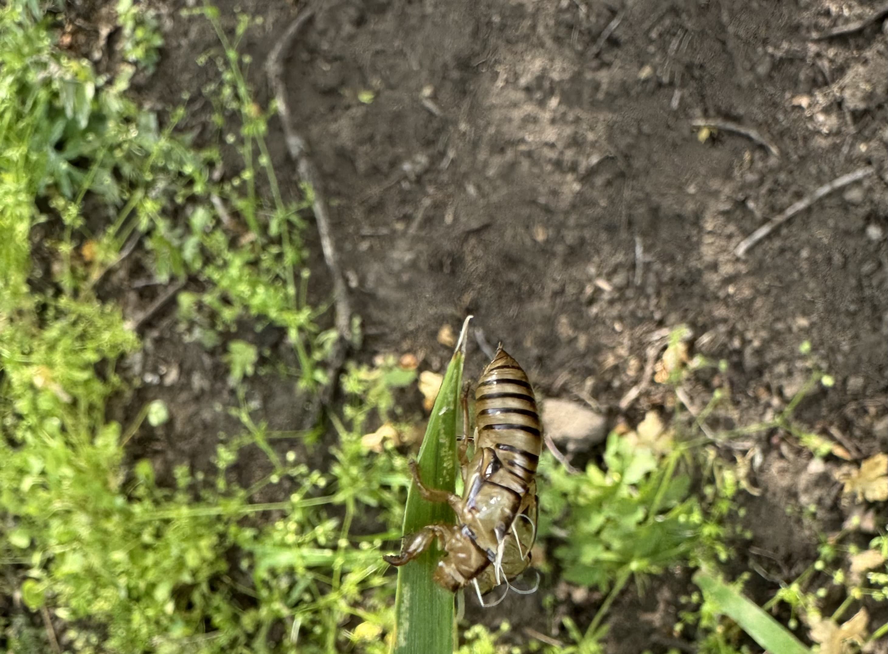An empty cicada shell clinging to a leaf