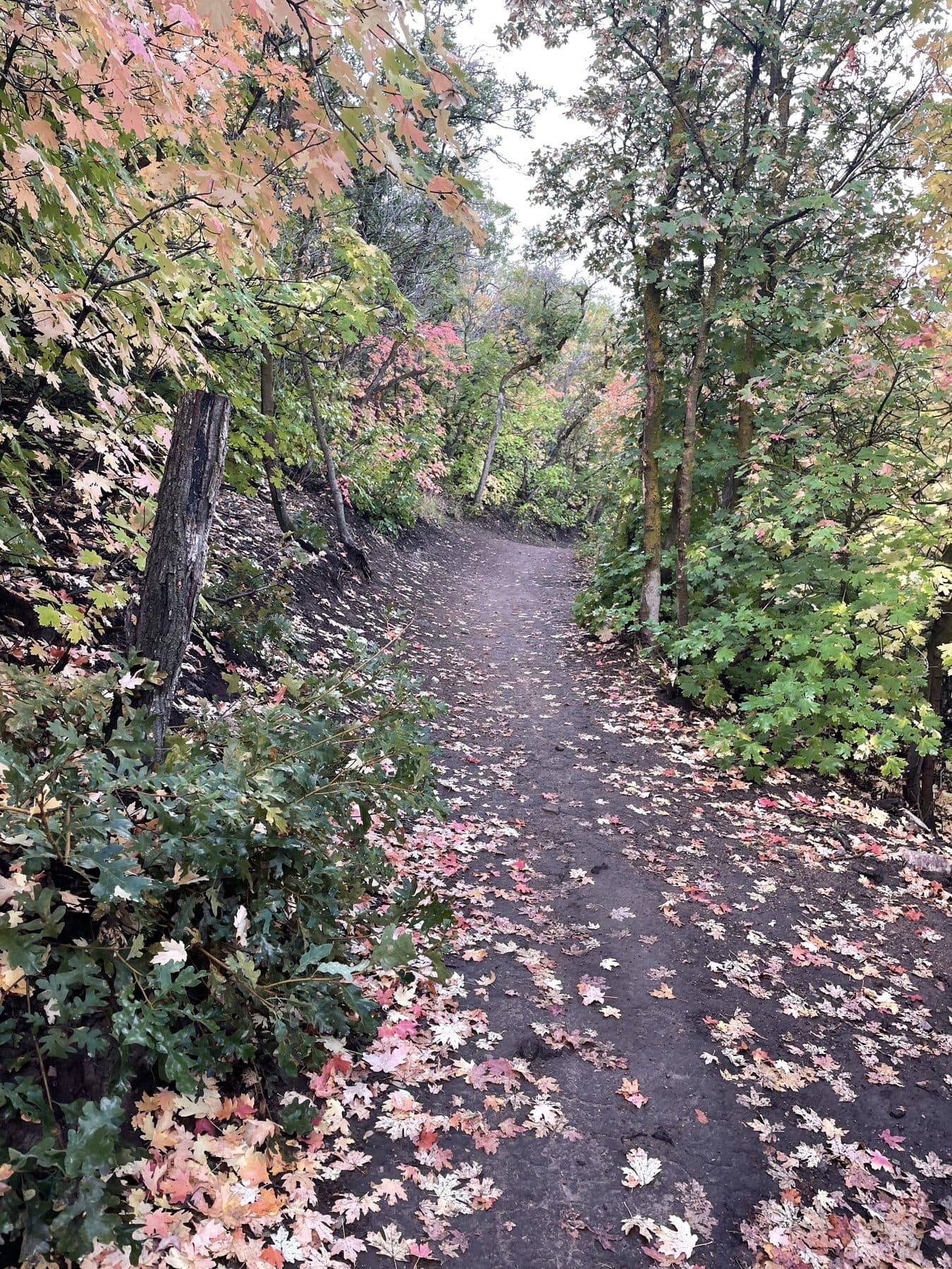 A hiking trail winding through fallen autumn leaves