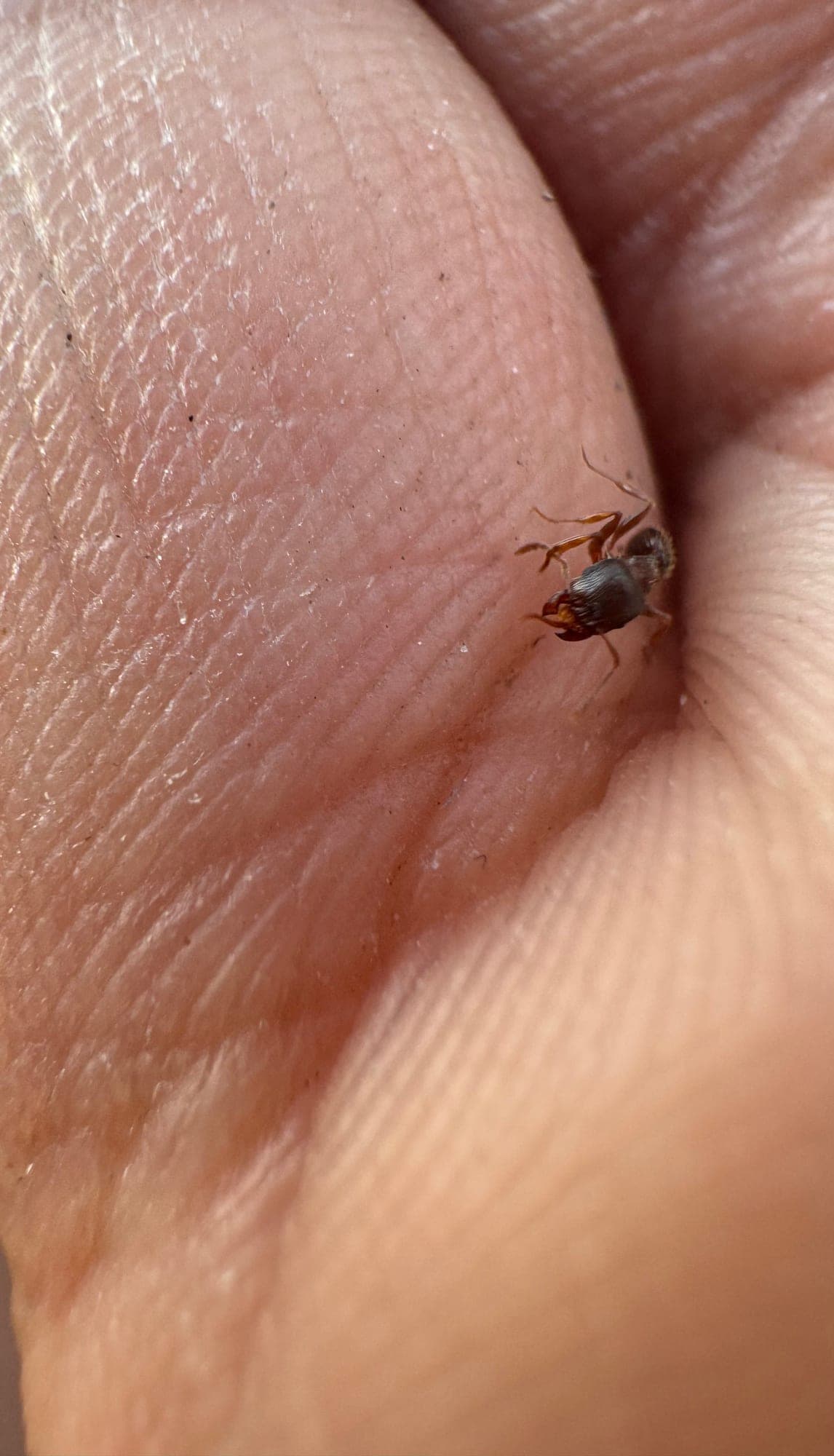 A tiny beetle walking across an open palm