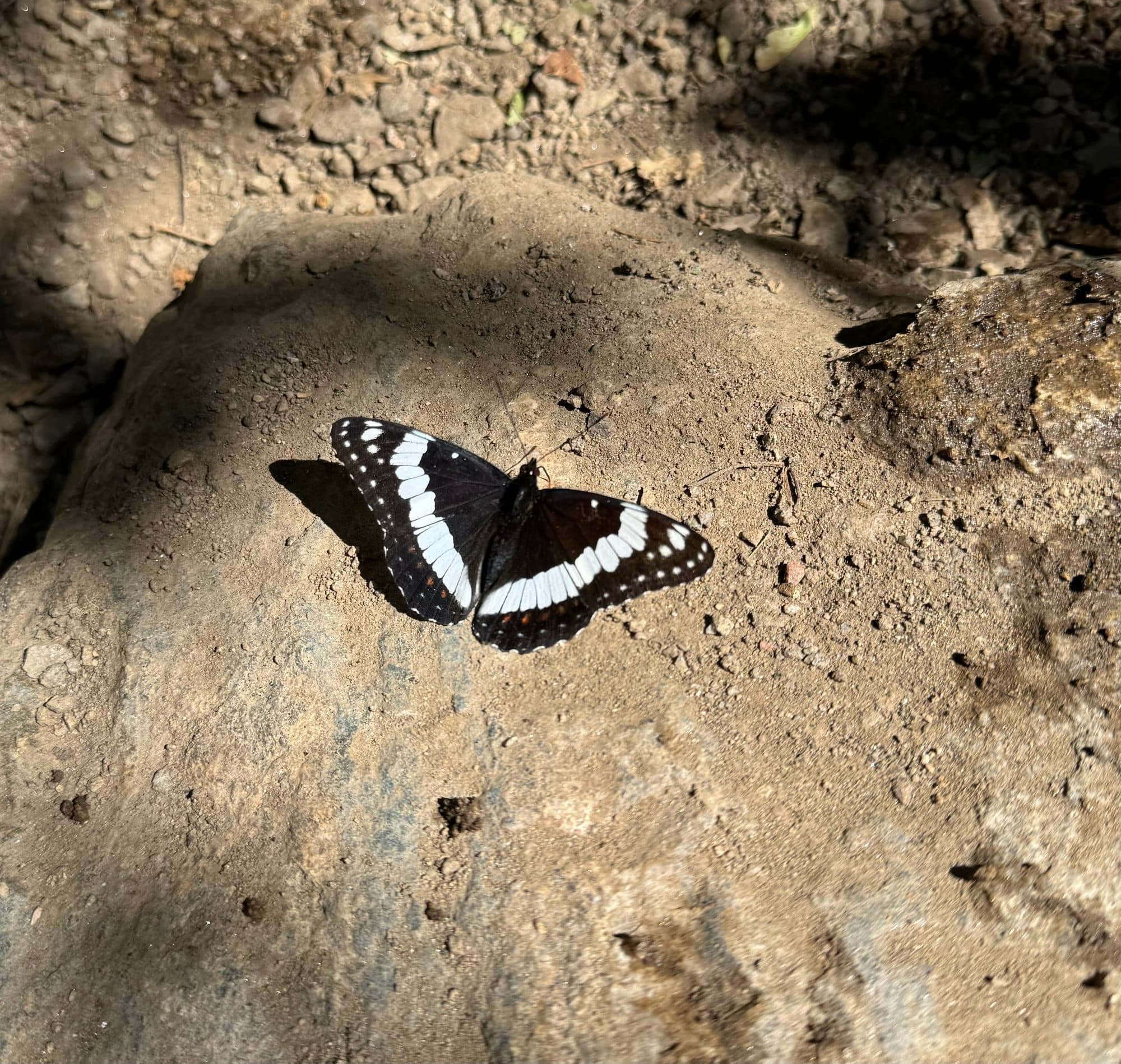 A black and white butterfly resting open-winged on a sunlit stone