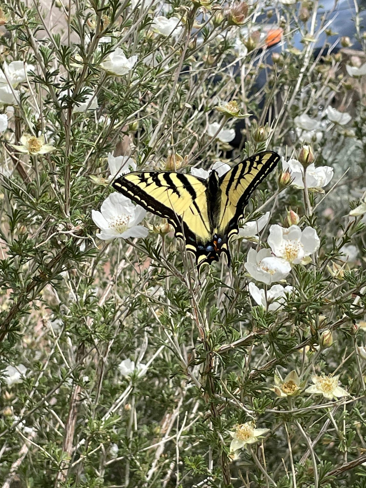 A swallowtail butterfly resting among small white flowers