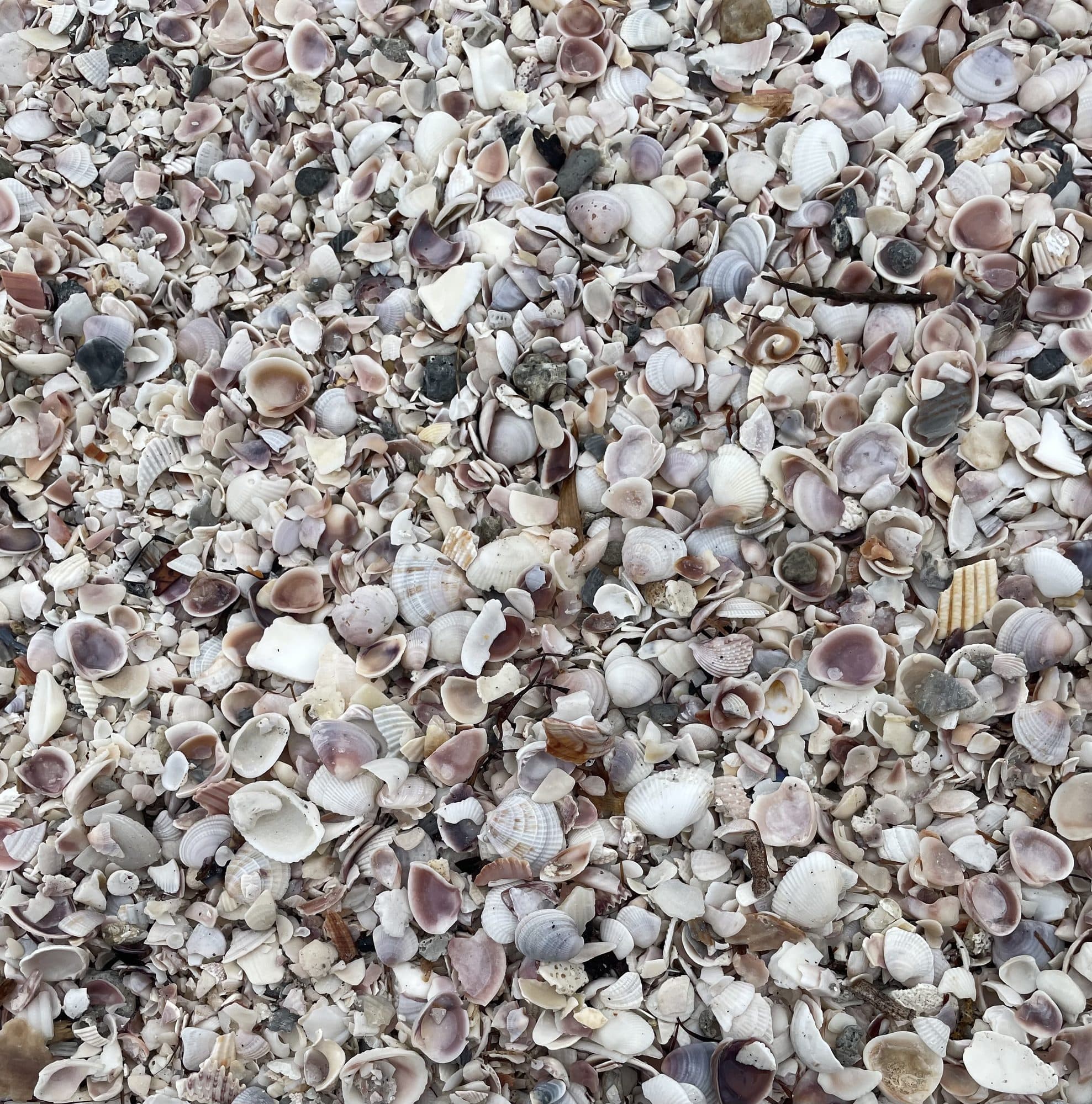 A shore covered in small empty shells