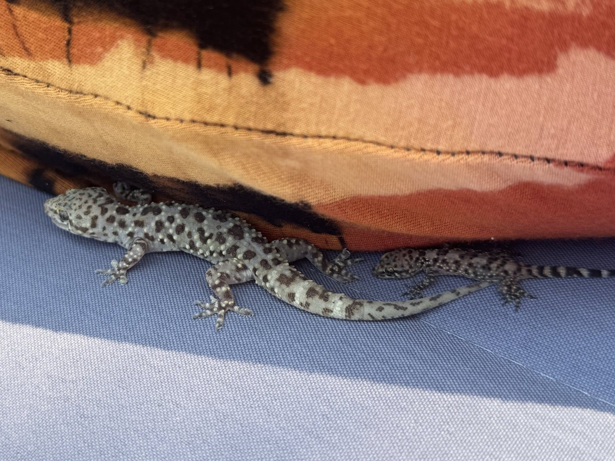 Two spotted geckos, one large and one small, running along the edge of orange and black cloth