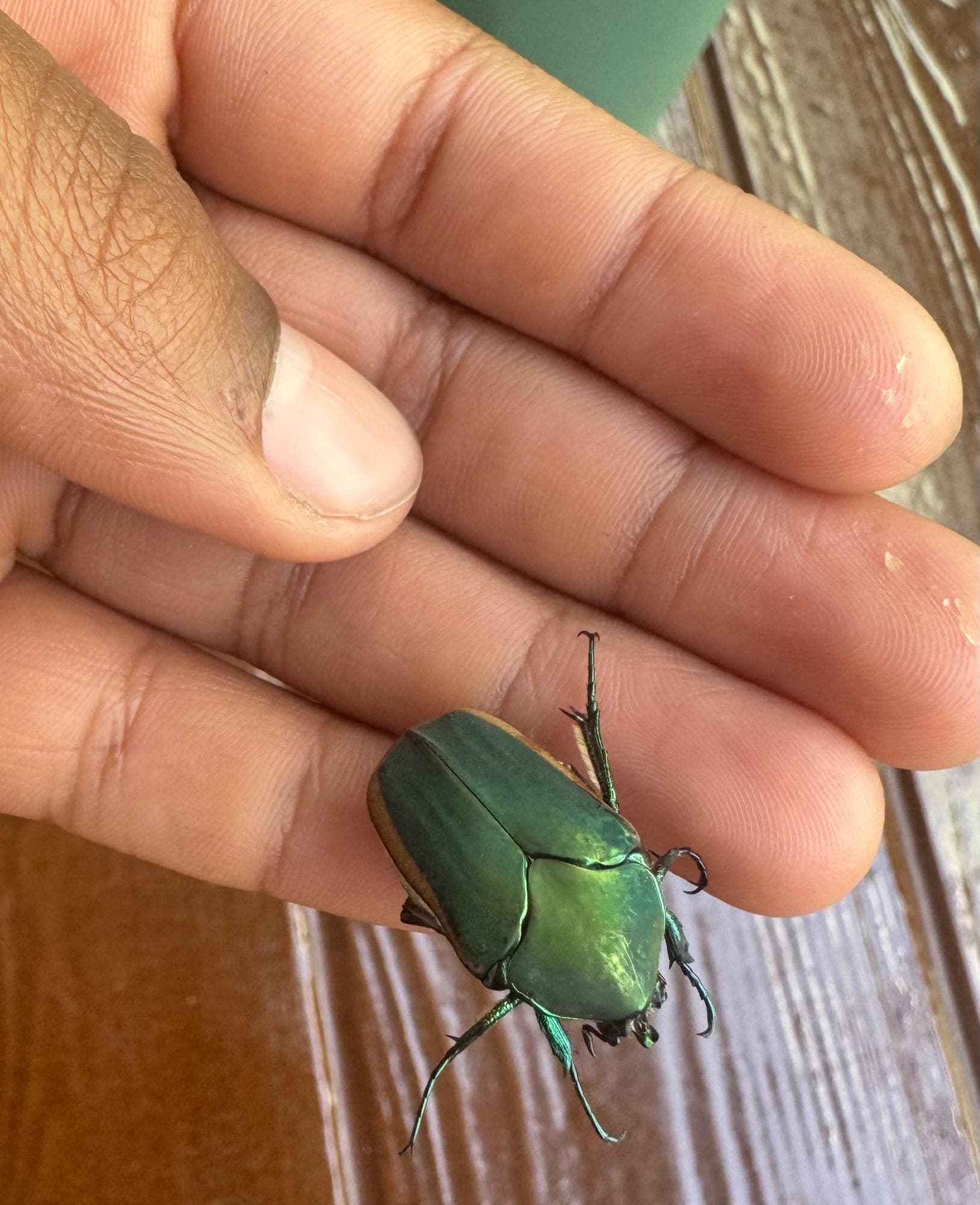 A green beetle walking across an open hand
