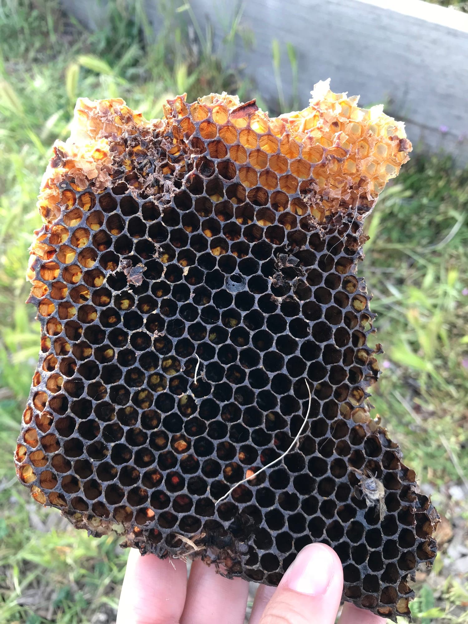 A honeycomb held in the light, each cell a small container