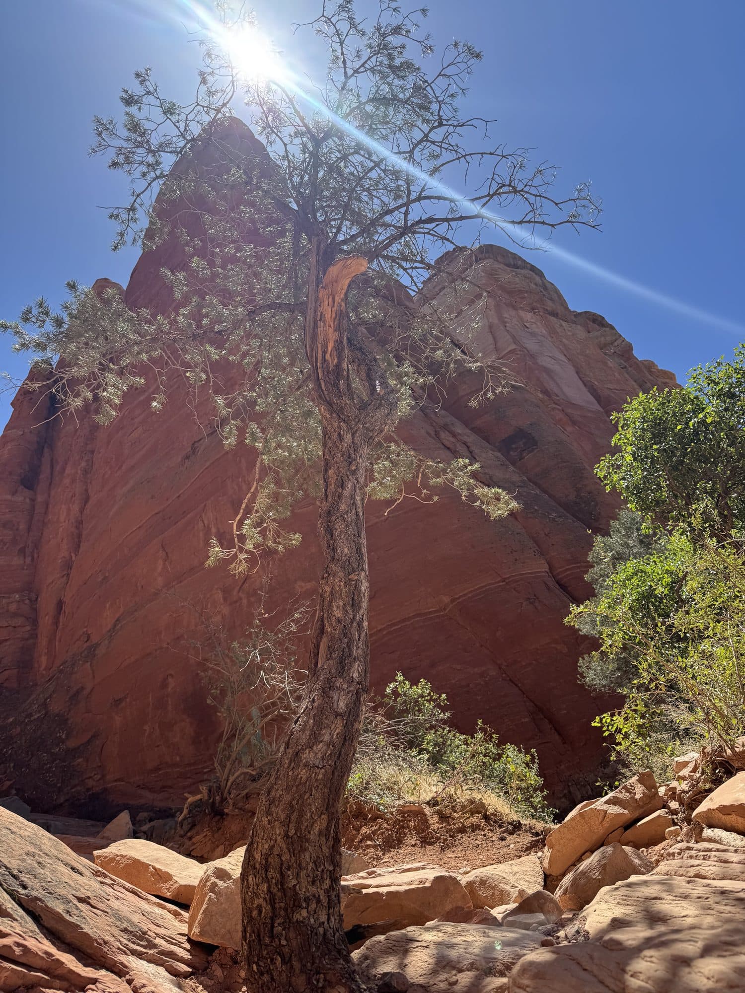 A juniper growing up the face of red rock, the sun breaking over it