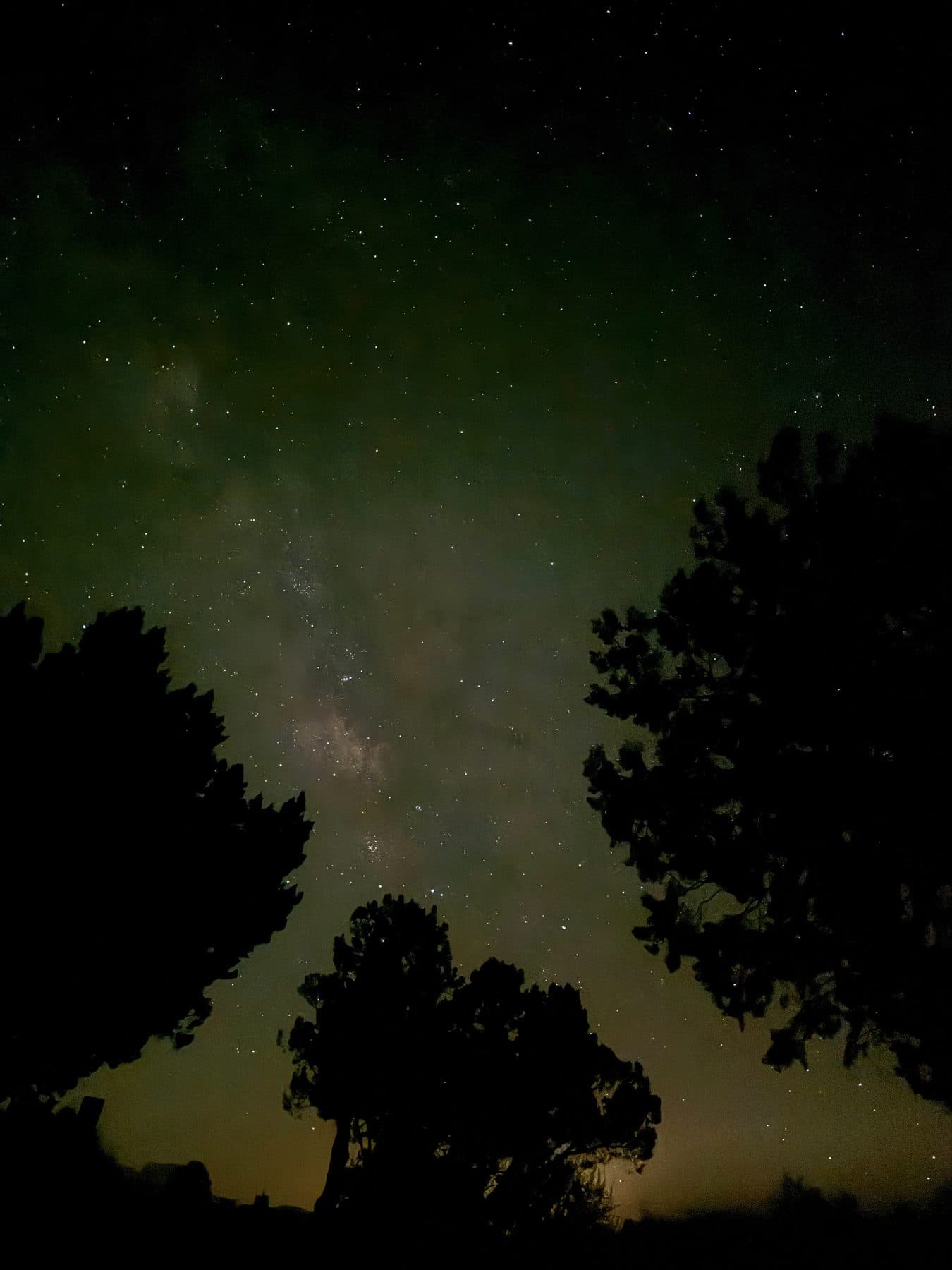 The Milky Way rising between dark trees