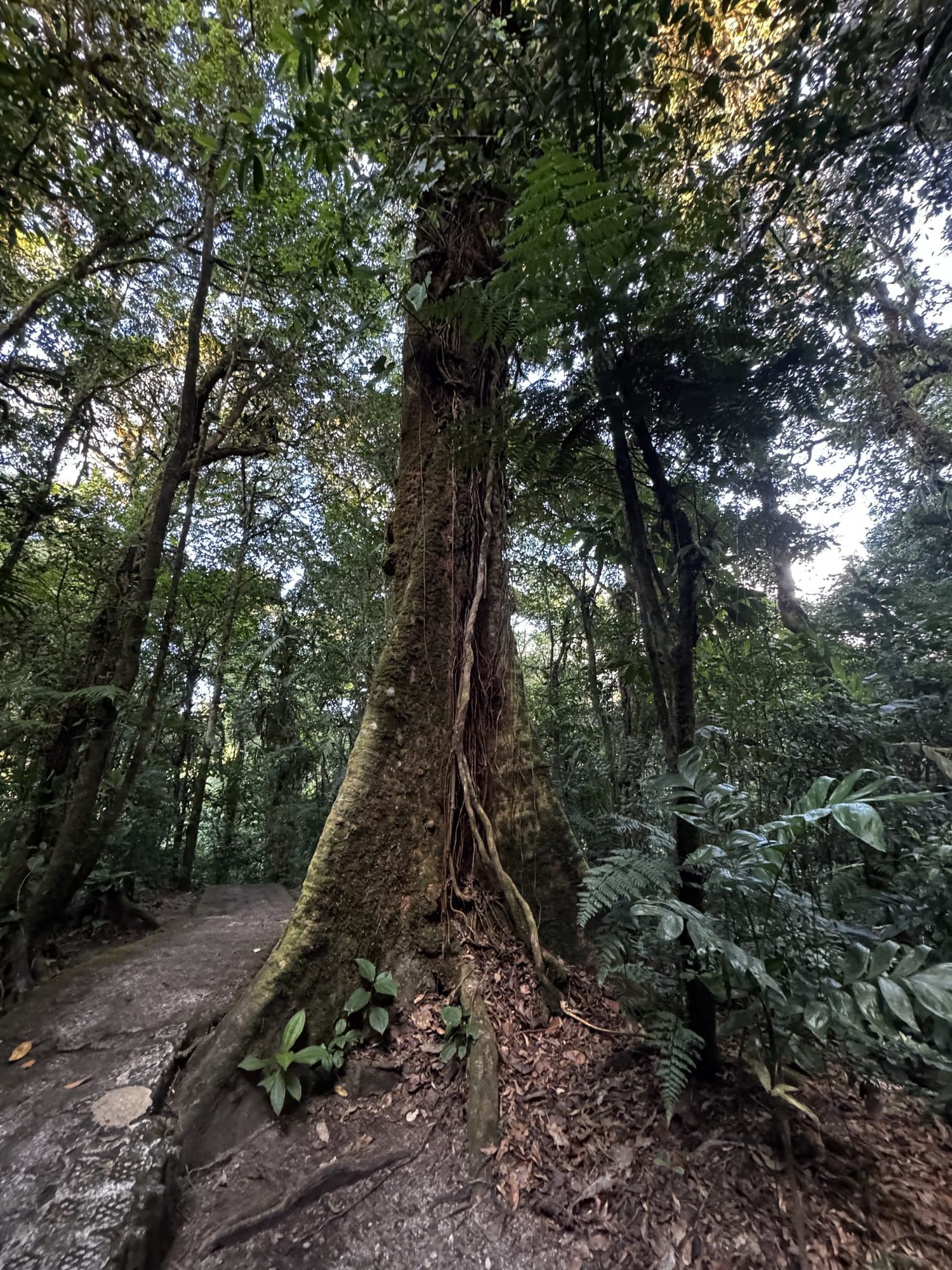 An old tree standing beside the trail, its trunk twisted by years of weather