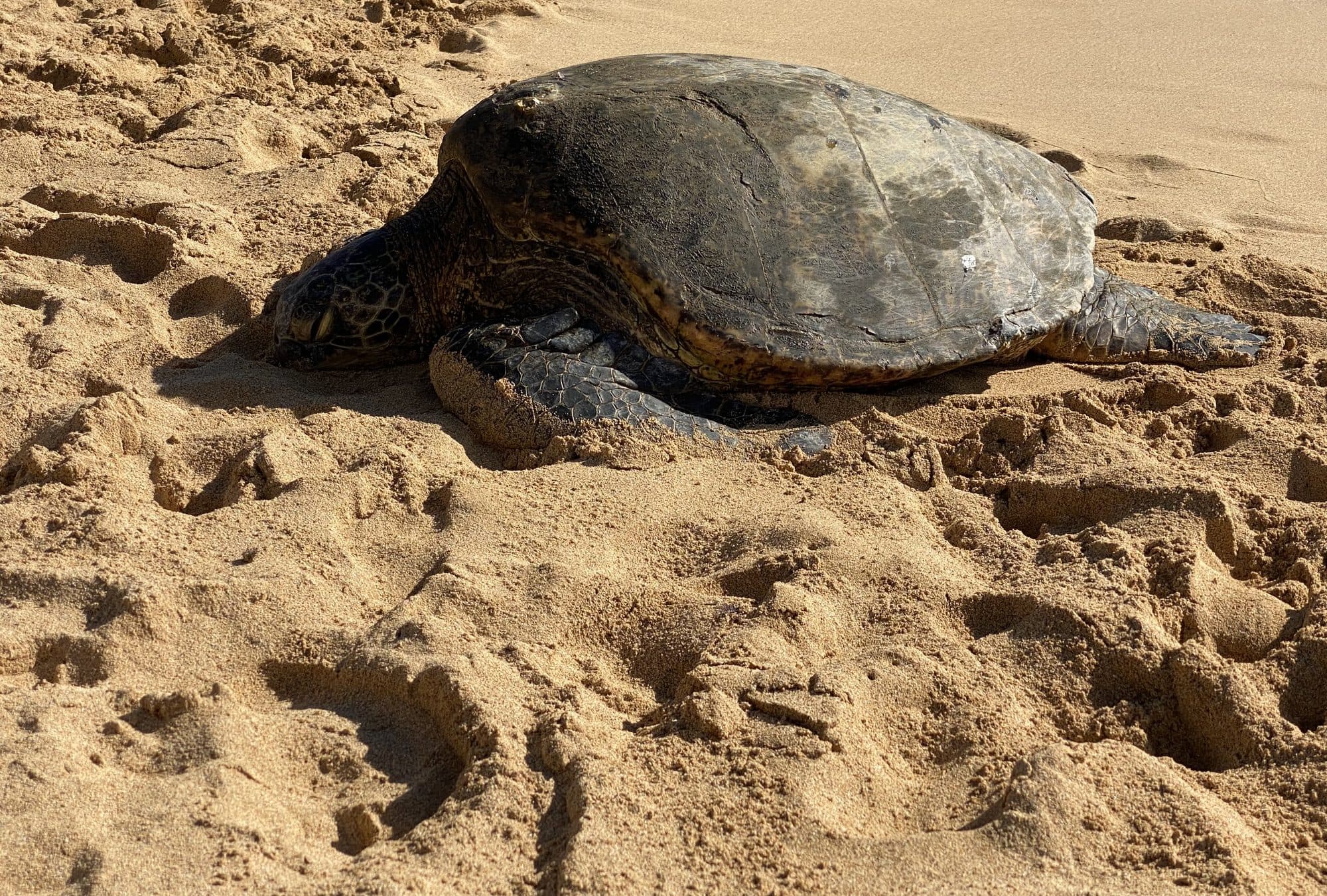 A sea turtle resting on the sand, footprints all around it
