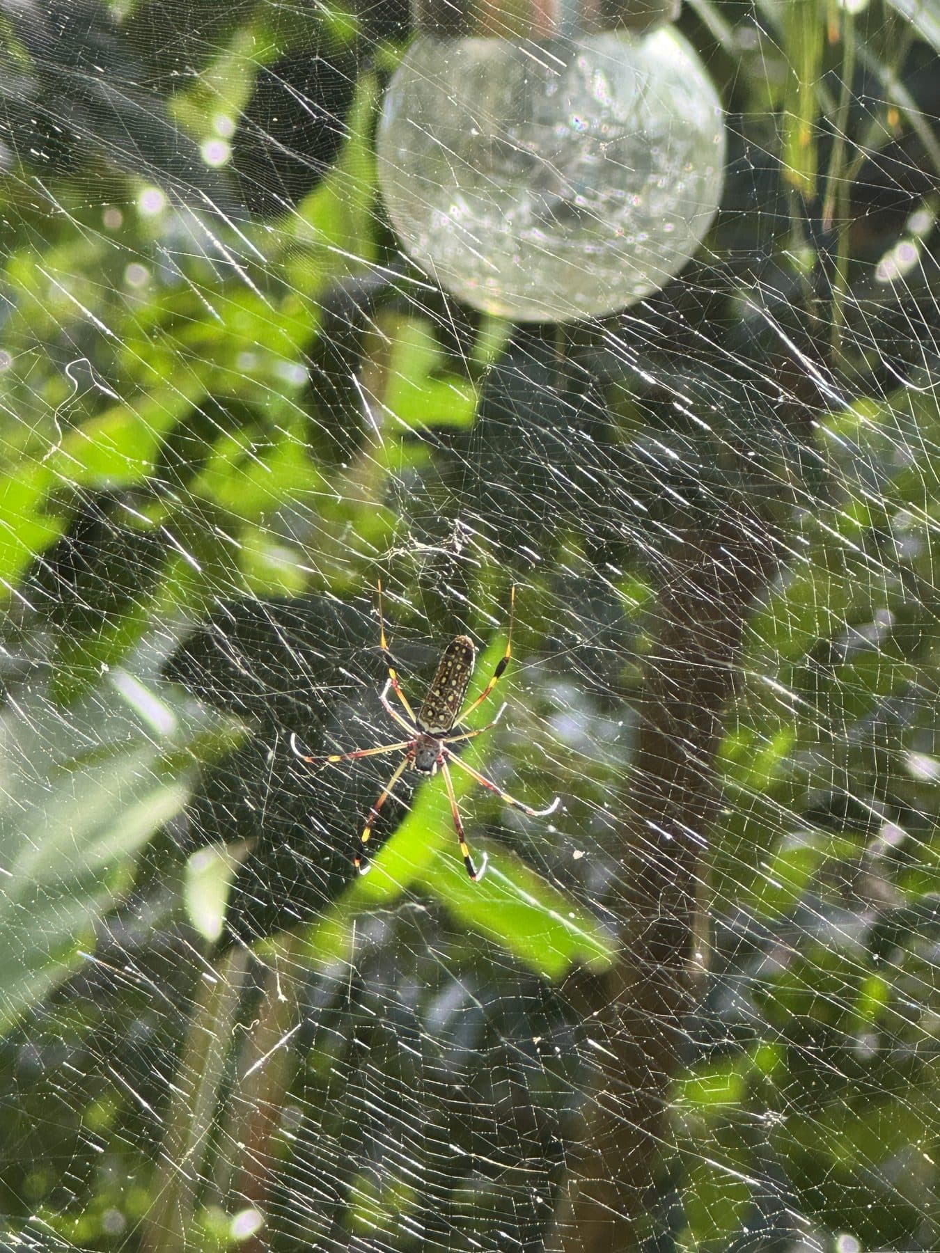 A spiderweb strung between green leaves, a soft orb of light above it