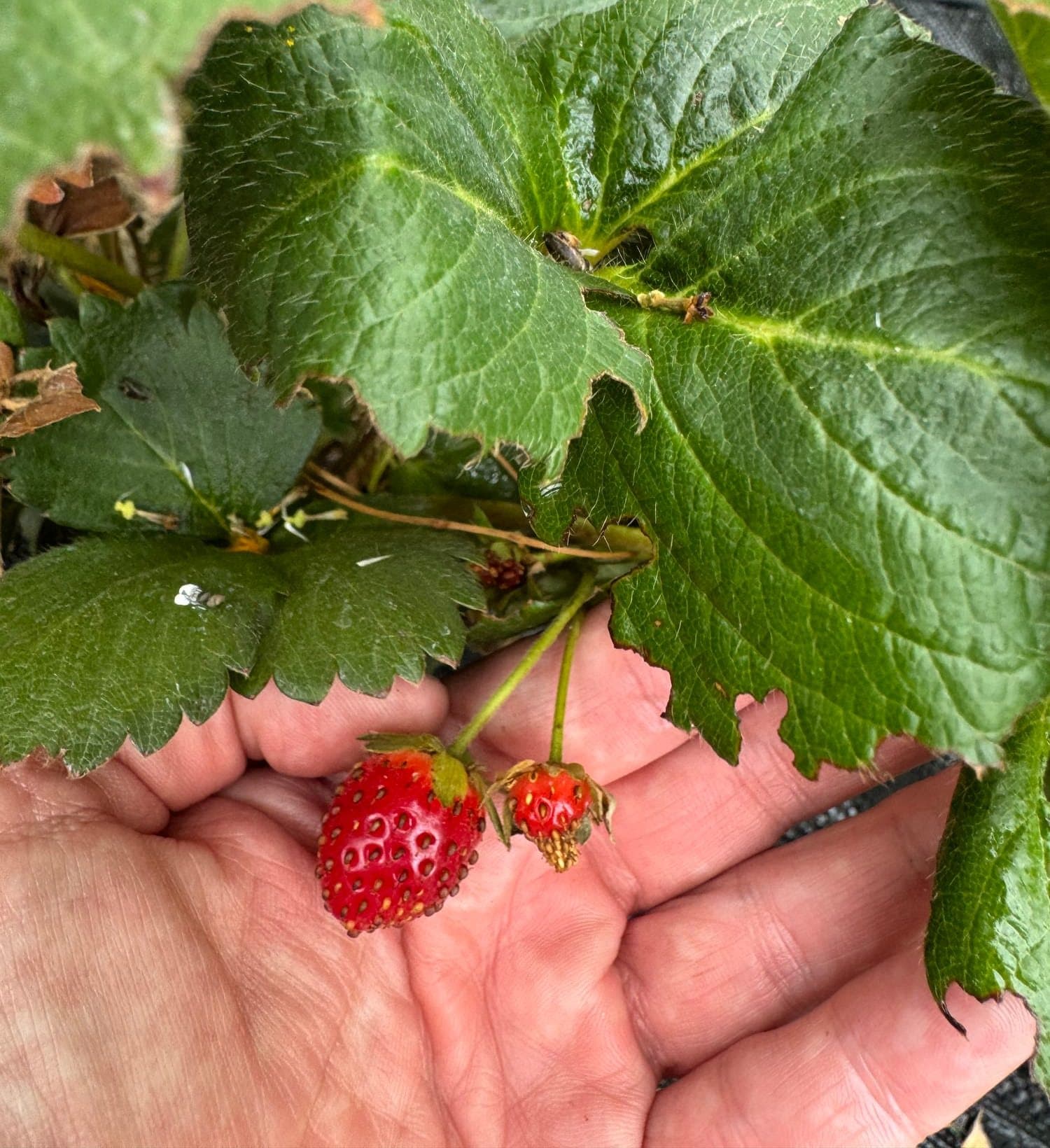 Two ripe strawberries held up in an open palm under broad green leaves