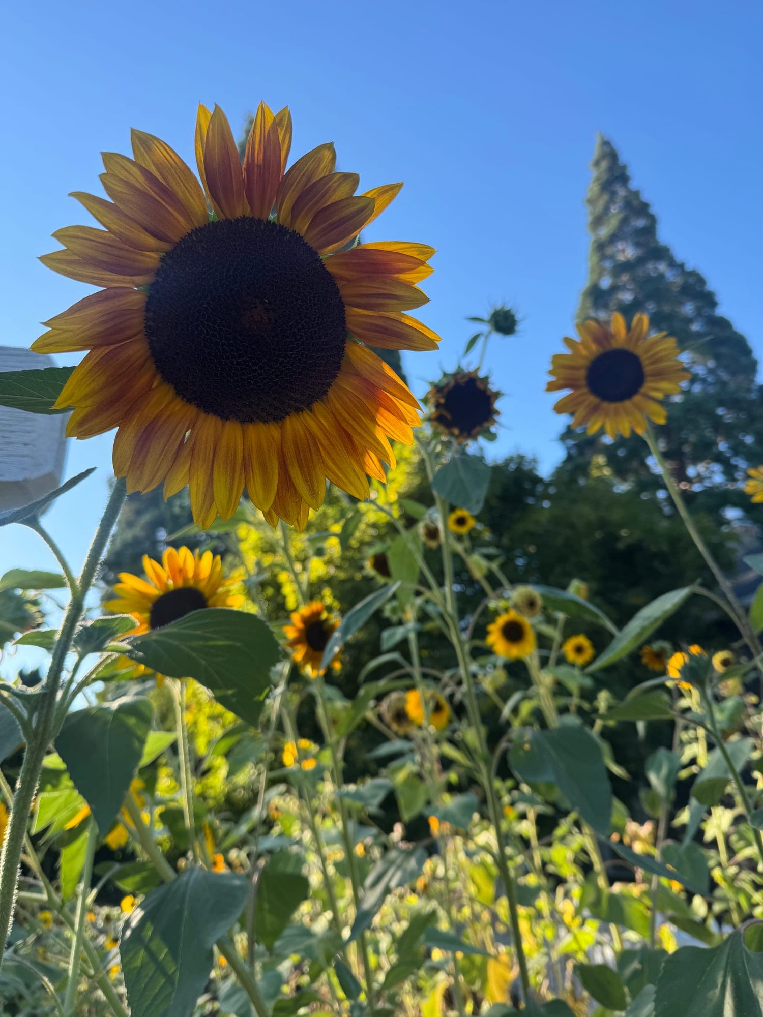 Sunflowers growing tall against a blue sky, a tall pine behind them