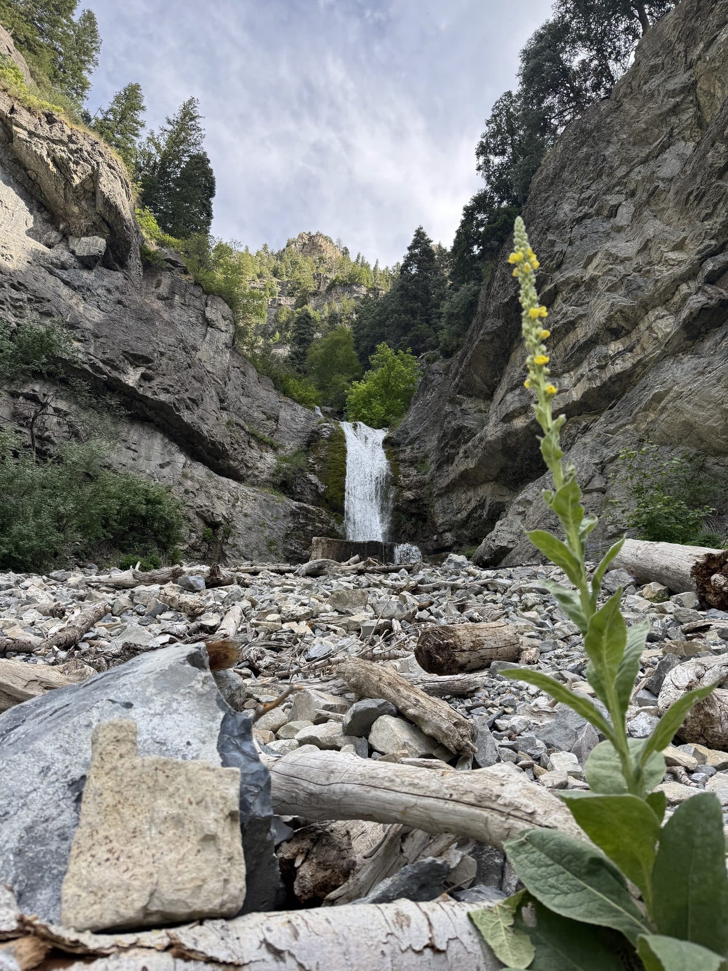 A waterfall spilling down a rocky canyon, a tall mullein stalk in front