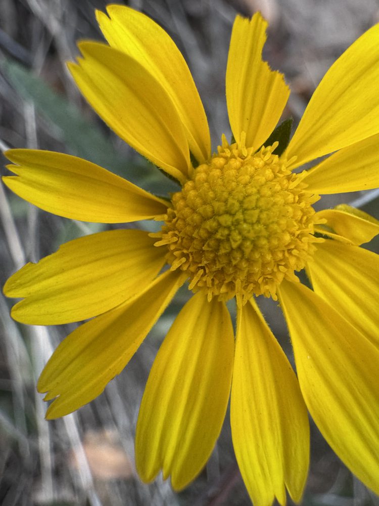 A bright yellow arnica flower in full sun