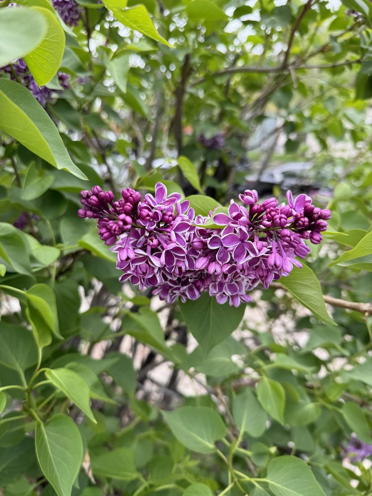 A cluster of purple lilac among green leaves