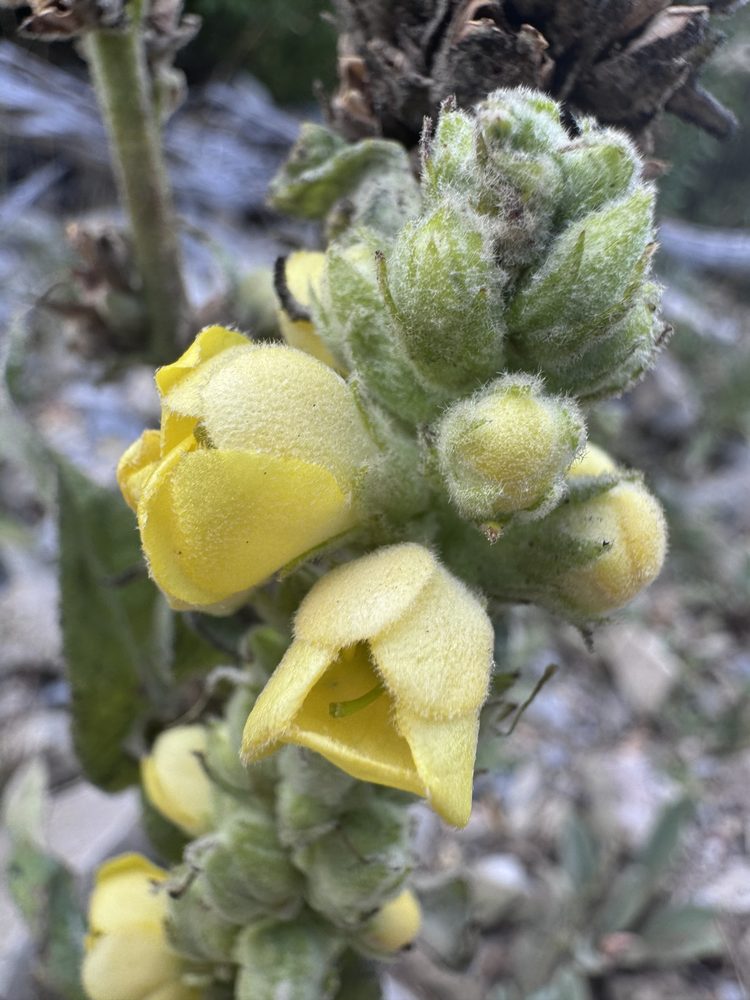 Soft yellow mullein flowers opening on a woolly stem