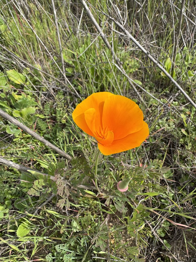 A single orange poppy among wild grasses