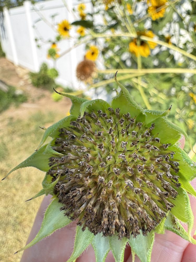 A young sunflower head held in an open hand