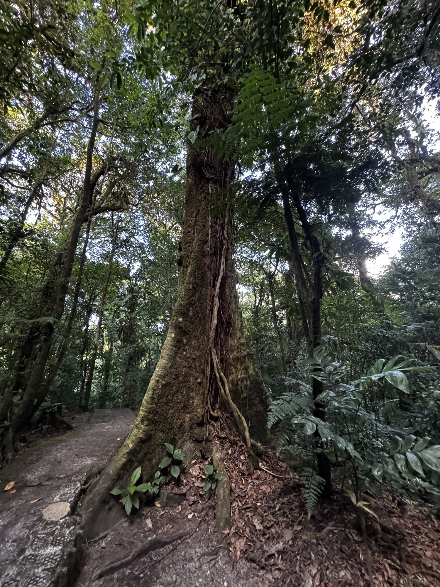 An old tree standing beside the trail, its trunk twisted by years of weather