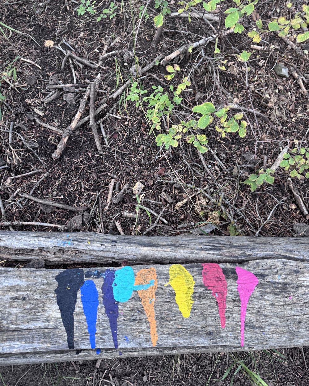A rainbow of paint drips across an old log on the forest floor