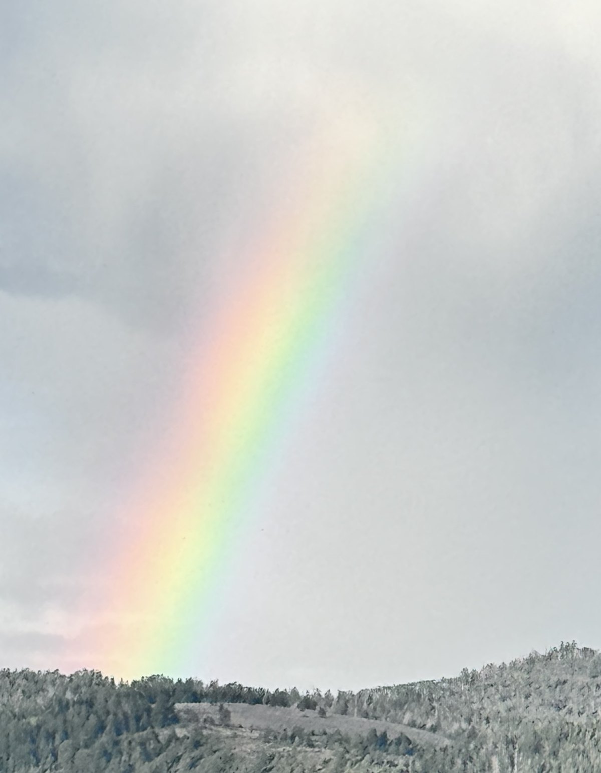 A rainbow falling onto green hills under a grey sky