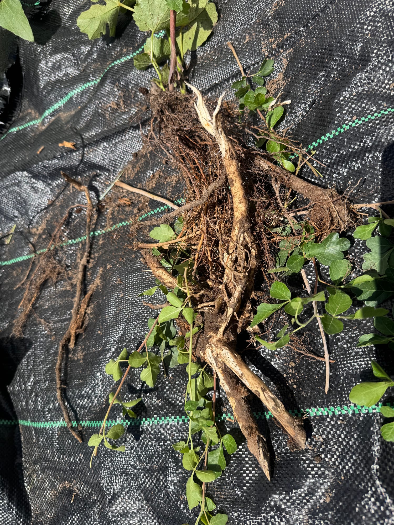 Pulled roots lying tangled on dark garden cloth