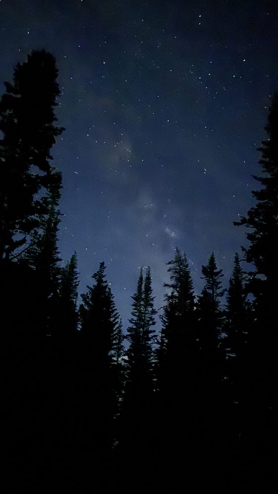 The Milky Way rising above dark pines