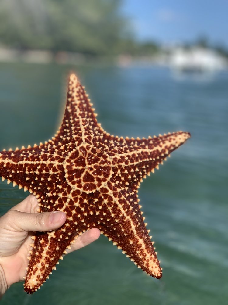 A red starfish held in an open hand above clear water