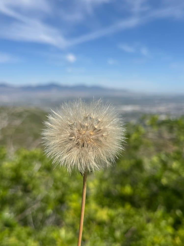 A dandelion seed head against a far valley