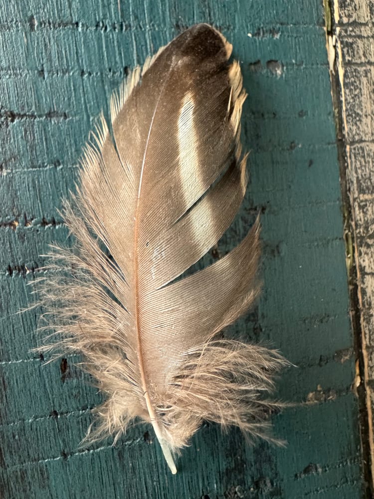 A soft feather against weathered turquoise wood