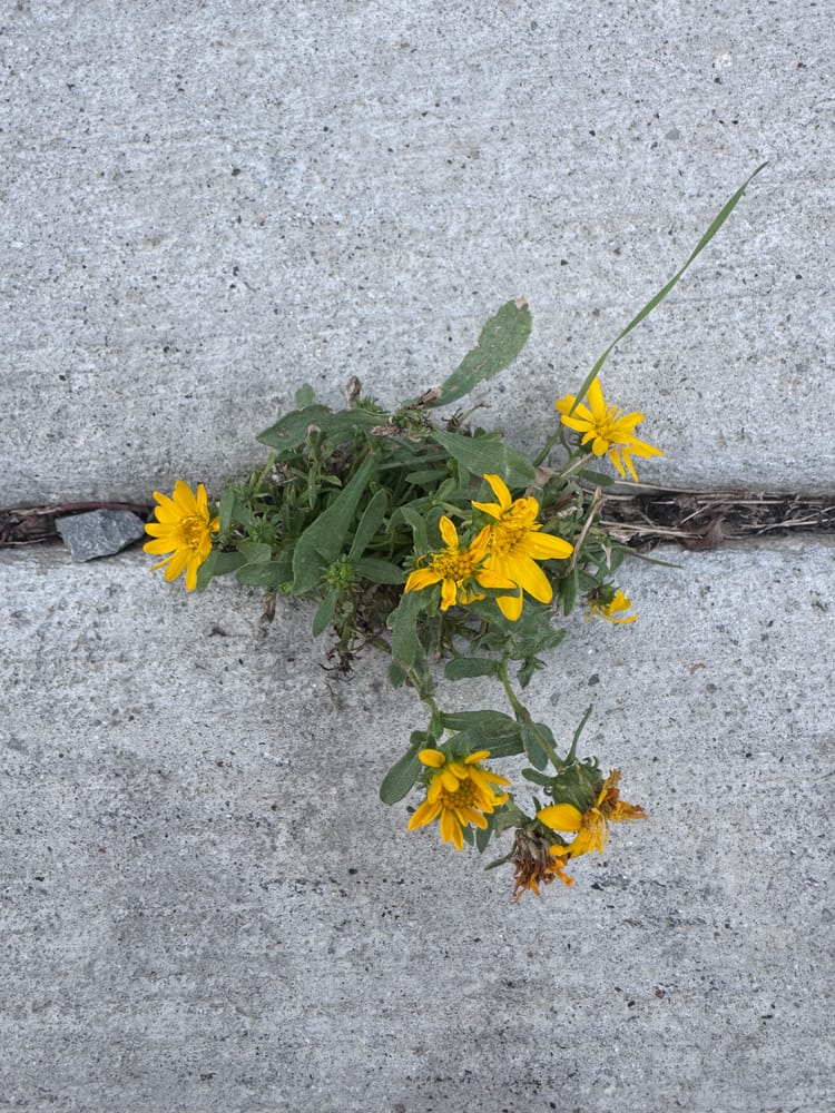 A small flower growing up through a crack in the stone