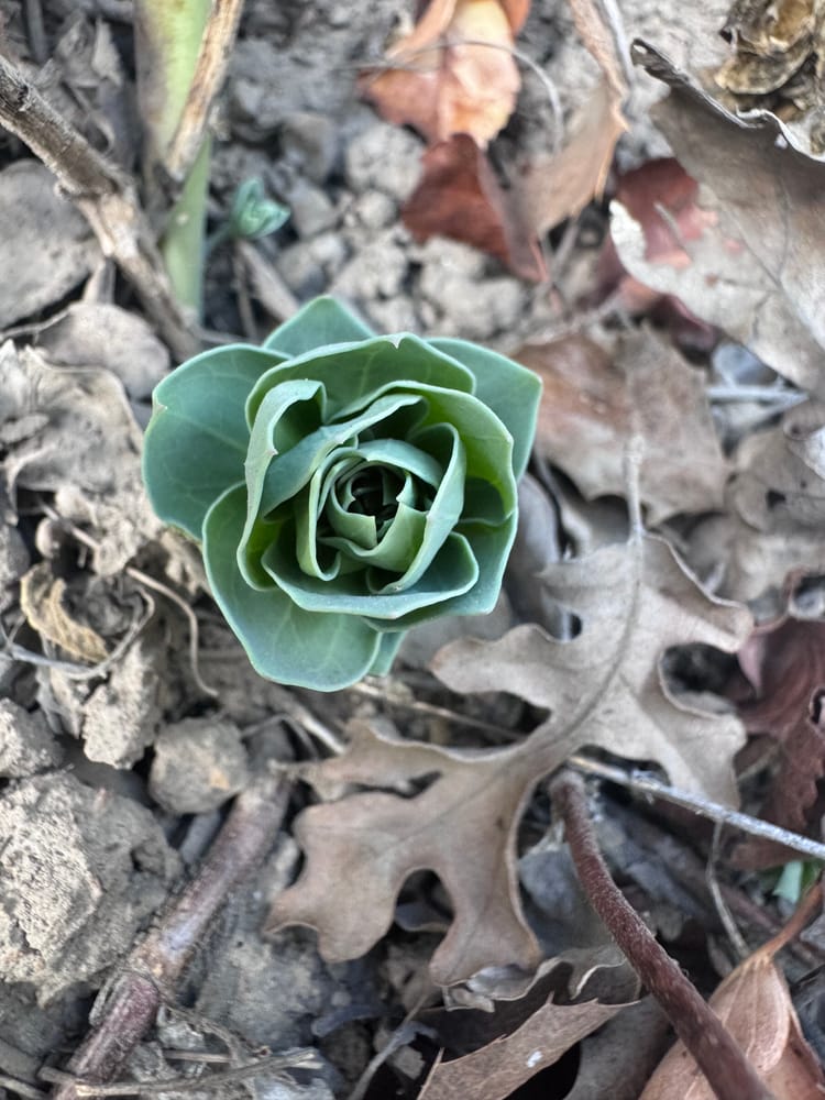 A pale green succulent rosette among dry oak leaves