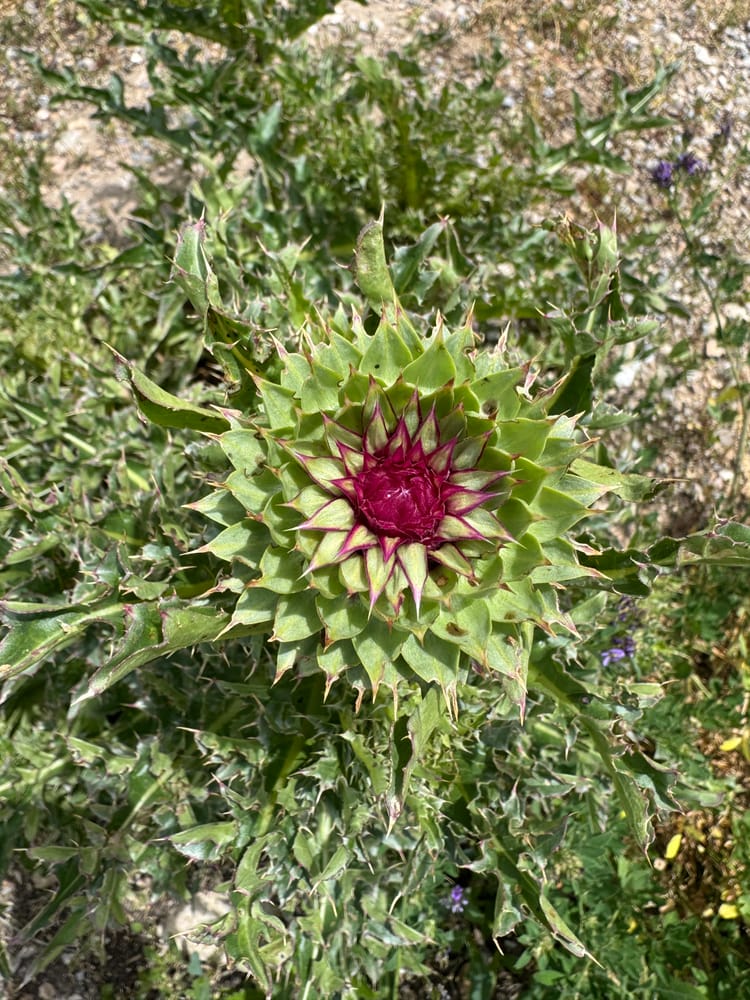 A thistle bud opening, crimson at its center