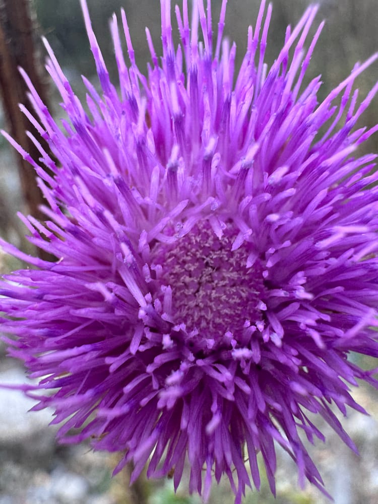 A violet thistle flower in full bloom